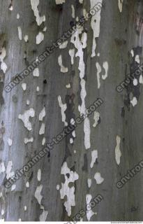Tree Bark 0023